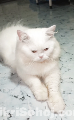 পার্সিয়ান বিড়াল